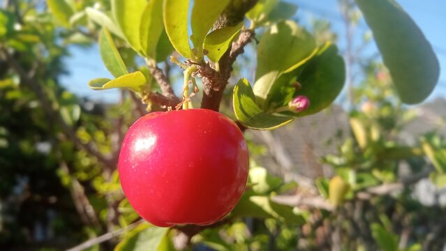 Fresh ripe acerola cherry hanging on branch under sunlight