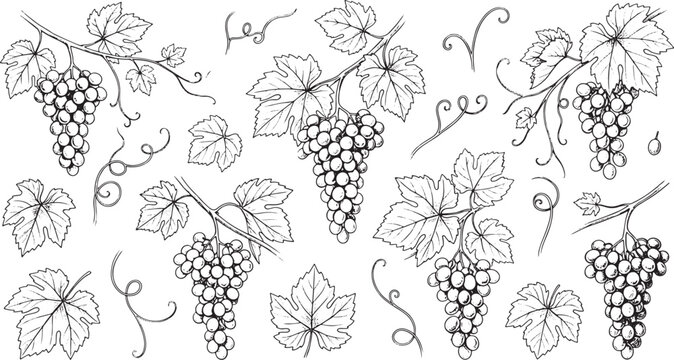 Hand drawn grape clusters and vine leaves set in black and white ink sketch style illustration