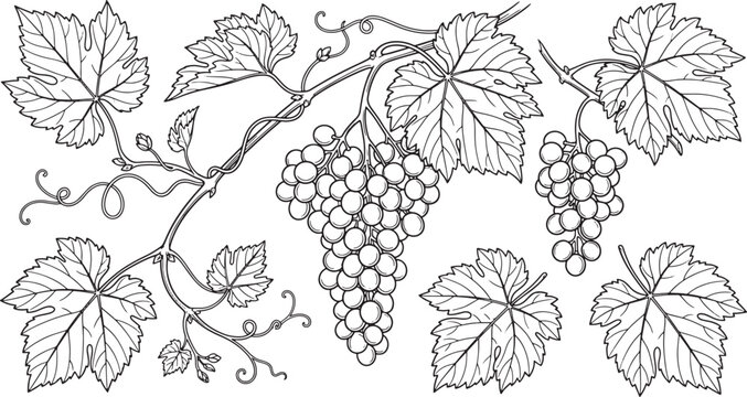 Hand drawn illustration of grape clusters and vine leaves in a detailed black and white line art style