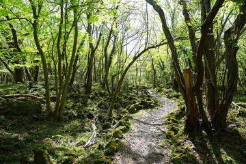Obraz premium fine spring pathway through old trees