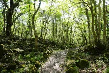 fine forest pathway through old mossy rocks © SooHyun