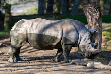 Fototapeta premium rhino