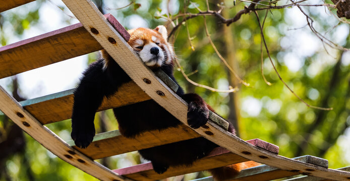 Ultimate relaxation: The red panda sprawls on the wooden frame with its arms hanging down, fast asleep&mdash;a completely laid-back, healing moment.