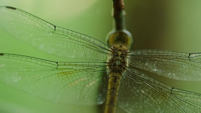 The common darter (Sympetrum striolatum) is a dragonfly of the family Libellulidae native to Eurasia. It is one of the most common dragonflies in Europe, occurring in a wide variety of water bodies. 