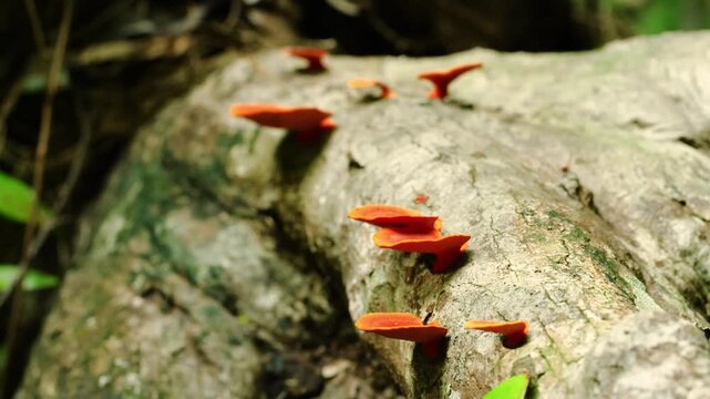 Pycnoporus sanguineus mushroom growing on dead wood - known in Brazil as Urupe. Sao Francisco de Paula - Brazil.