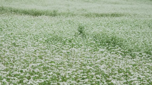 そよ風に揺れる満開のそばの花