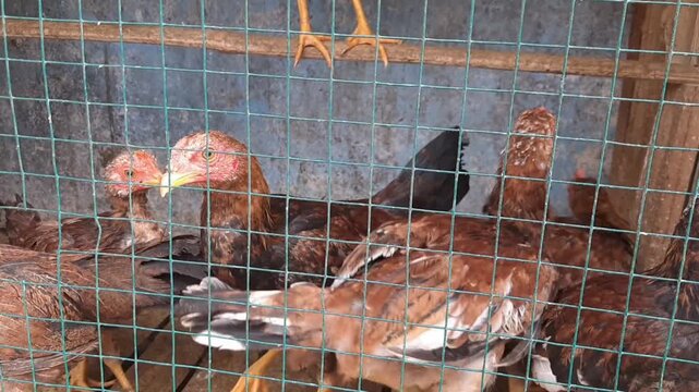 Brown Shamo chickens sitting inside a wire cage with visible yellow feet on a perch