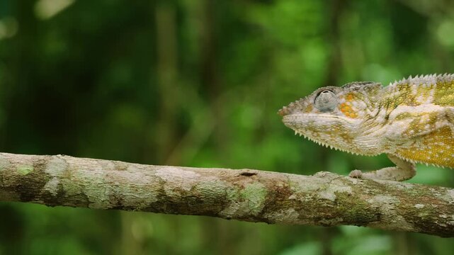 The panther chameleon (Furcifer pardalis) is a species of chameleon found in the eastern and northern parts of Madagascar in a tropical forest biome.