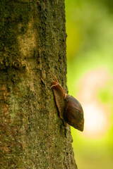 snail on a tree © Samnuggie X
