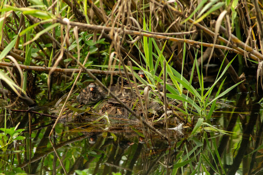 Little grebe