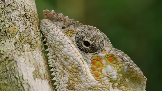 Close up of Tooth pattern or dentition of the panther chameleon (Furcifer pardalis) in Madagascar.