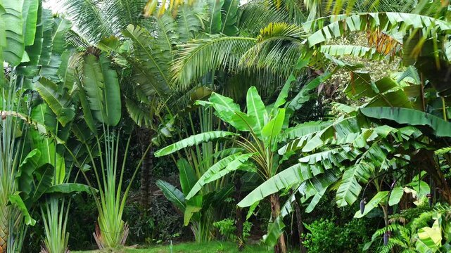 Lush Tropical Garden with Traveler Palm and Banana Trees