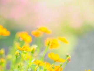 Obraz premium 夕方。花畑の風景。キバナコスモス。夕陽に照らされて輝くコスモス畑。透き通る花びらや葉っぱ。カラフルな花畑。横構図