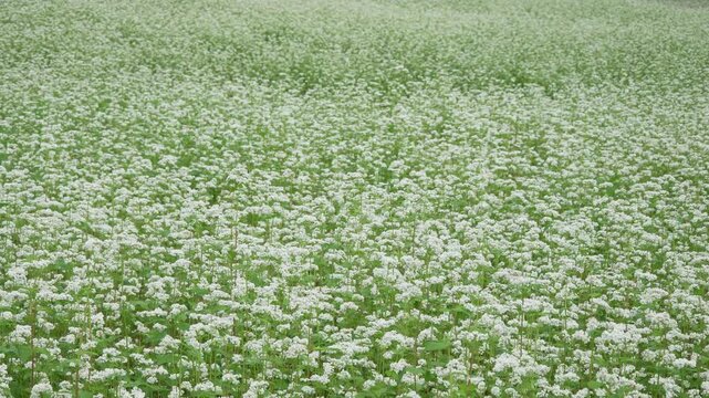 そよ風に揺れる満開のそばの花