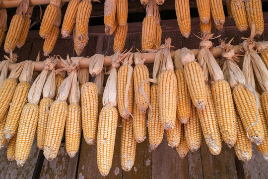 Dried Corn Cobs Hanging After Harvest in Traditional Rural Farm