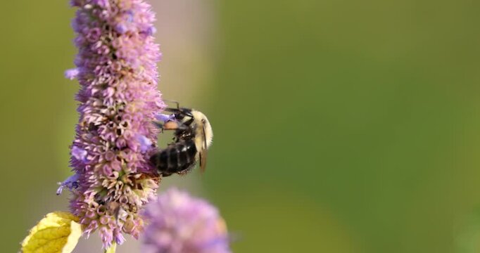Bumblebee pollinating a purple wildflower in a summer meadow