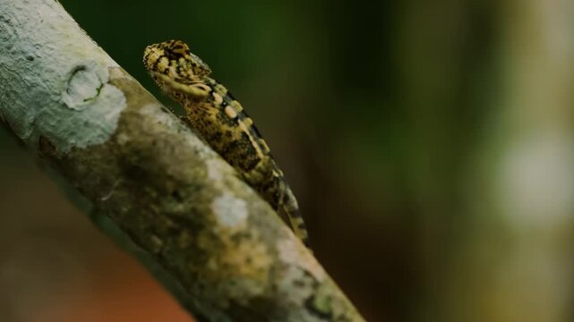 The carpet chameleon, also known as the jewel chameleon or white-lined chameleon, is a species of chameleon that is endemic to eastern Madagascar. 