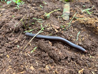 Fototapeta premium Black millipede crawling on wet brown soil ground in nature.