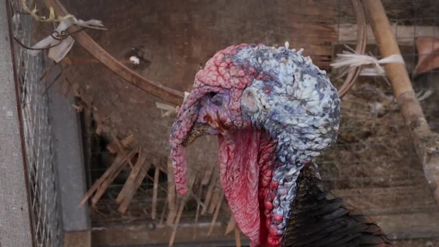 bird in the barn