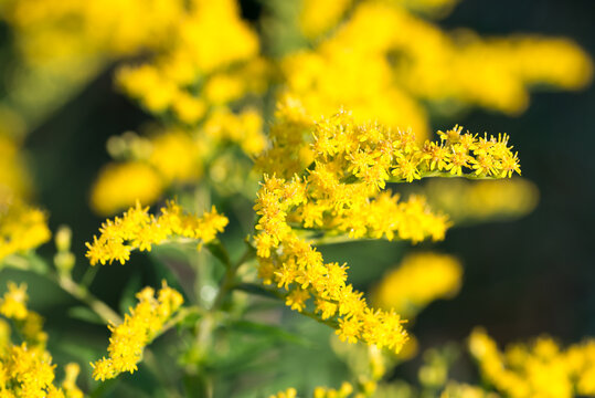 Canada goldenrod, 
Solidago canadensis flowers closeup selective focus