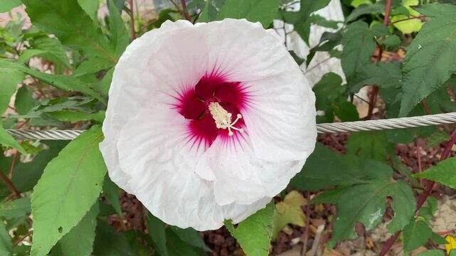 Beautiful swamp rose mallow flower in full bloom, close up of white hibiscus moscheutos with deep red burgundy center, perennial botanical garden plant