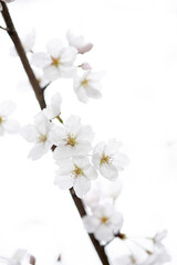 Fototapeta premium 벚꽃