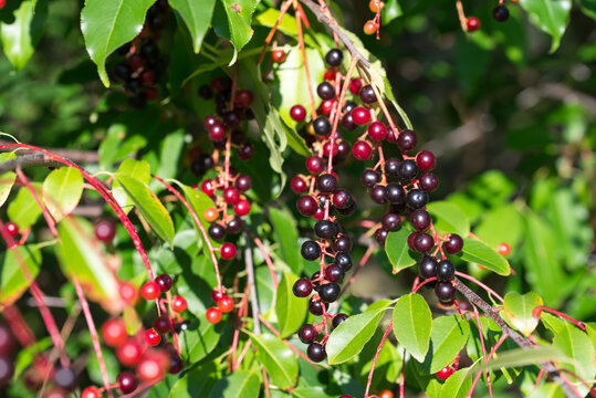 wild black cherry
Prunus serotina berries closeup selective focus