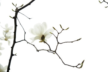 목련 © JinChang