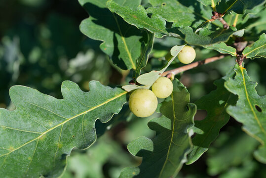 Galls, oak-apple,  cecidia on leaf closeup selective focus
