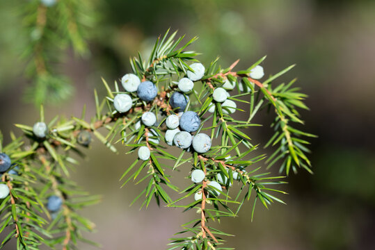 juniper berries closeup selective focus