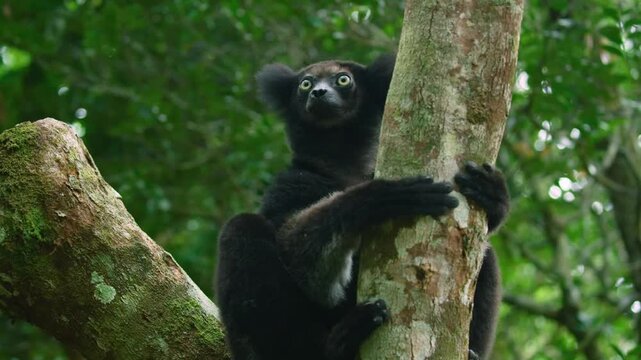 Black-and-white ruffed lemur (Varecia variegata), Vakona Forest Lodge Lemur Sanctuary, Andasibe. 