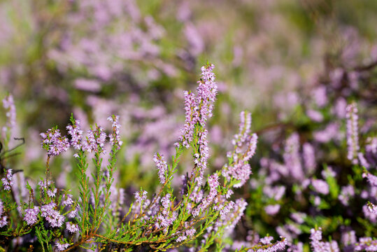 Common heather flowers closeup selective focus