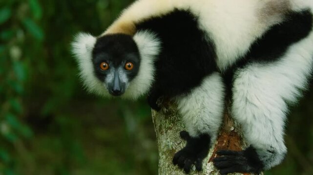 Black and White Ruffed Lemur - Varecia variegata endangered species of ruffed lemur, endemic to Madagascar, jumping and climbing mammal relative to monkeys. 