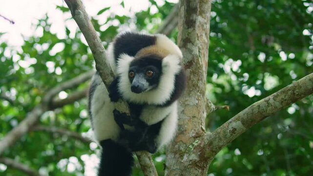 Black and White Ruffed Lemur - Varecia variegata endangered species of ruffed lemur, endemic to Madagascar, jumping and climbing mammal relative to monkeys. 