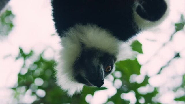 Black and White Ruffed Lemur - Varecia variegata endangered species of ruffed lemur, endemic to Madagascar. 