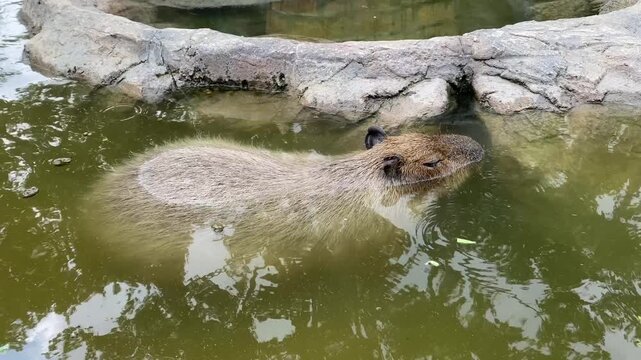 Light-brown capybara partially submerged and swimming in calm green water next to a large log. Cute scene of the world&rsquo;s largest rodent enjoying the water in a natural or zoo setting.