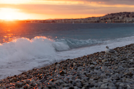 Nice, France: A Yellow-legged gull stands on the pebbles of the Bay of Angels at a dramatic Mediterranean sunset.
