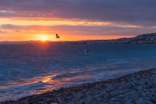 Nice, France: A Yellow-legged gull stands on the pebbles of the Bay of Angels at a dramatic Mediterranean sunset.