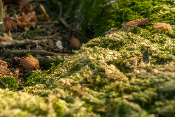 Wider angle view of rich forest moss ground with fallen twigs and leaf litter © Fiantono