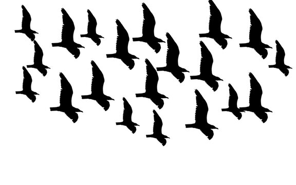 Flock of birds flying silhouette isolated on white