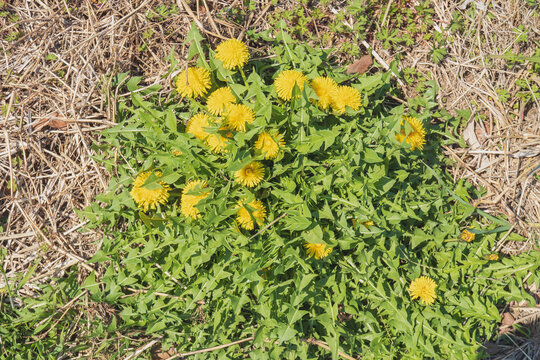 ロゼッタ状のタンポポ：背の低い西洋タンポポ〈Taraxacum officinale）／日本