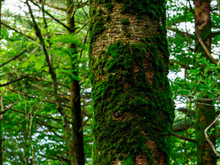 Obraz premium 緑豊かな山地に広がる苔むした樹木と笹に覆われた静かな天然林の風景