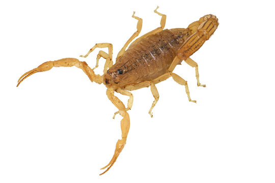 High angle shot of crawling yellow scorpion with spread walking legs isolated on transparent background cut out png file copy text space