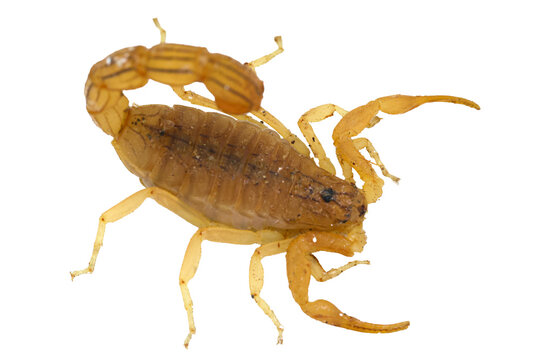 Defensive striking stance of yellow deathstalker scorpion top view isolated on transparent background cut out png file copy text space