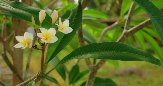 White frangipani petals and buds bloom on branch in tropical Balinese garden