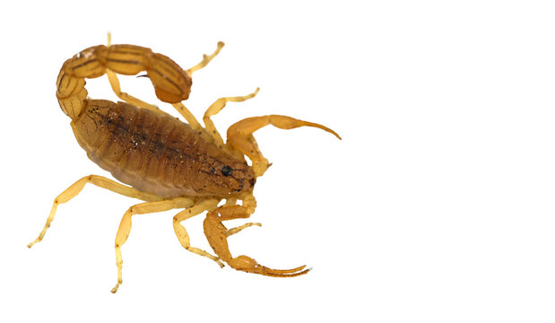 Ready to strike yellow desert scorpion with curled stinger tail isolated on transparent background cut out png file copy text space