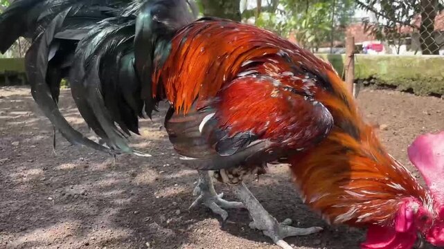 a majestic rooster with a large bright red comb and colorful orange feathers walking around an outdoor farmyard