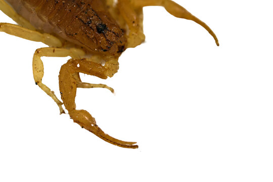 Extreme macro shot of yellow scorpion front hunting pincer and leg isolated on transparent background cut out png file copy text space