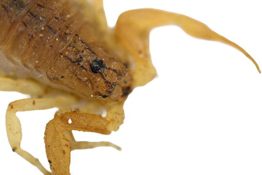 Detailed macro closeup of yellow scorpion cephalothorax and sharp chelae isolated on transparent background cut out png file copy text space