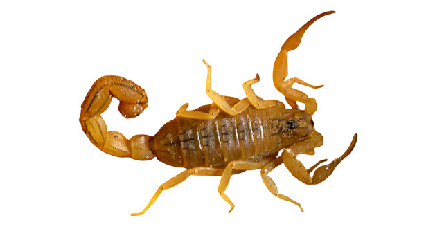 Threatening curved posture of yellow scorpion with extended claws isolated on transparent background cut out png file copy text space